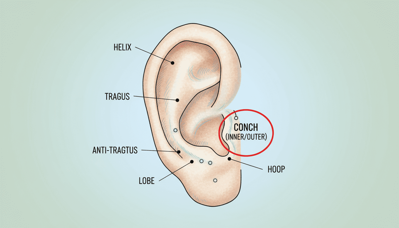 A detailed illustration of conch piercing anatomy. In the foreground, focus on a realistic anatomical diagram of an ear highlighting the conch area, showcasing the cartilage structure and the specific location of the piercings. The middle ground should include annotations indicating key parts, like the helix and tragus, subtly integrated into the image. The background should feature a soft gradient color, enhancing the clinical yet informative atmosphere. Use soft, even lighting to illuminate the details clearly, resembling a medical illustration. The angle should be slightly tilted for an engaging perspective, emphasizing the intricacies of the conch area. Aim for a serene and educational mood, making it suitable for an informative article.